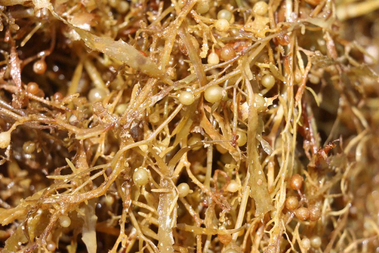 7 thực phẩm được mệnh danh l&agrave; &ldquo;m&aacute;y đốt mỡ&rdquo;, h&uacute;t dầu nếu ăn trước bữa ch&iacute;nh- Ảnh 1.