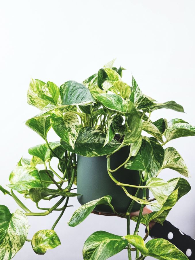 7 loại c&acirc;y trồng trong nh&agrave;&nbsp;c&oacute; thể đem lại vận xui, trước khi mua h&atilde;y c&acirc;n nhắc kỹ- Ảnh 5.