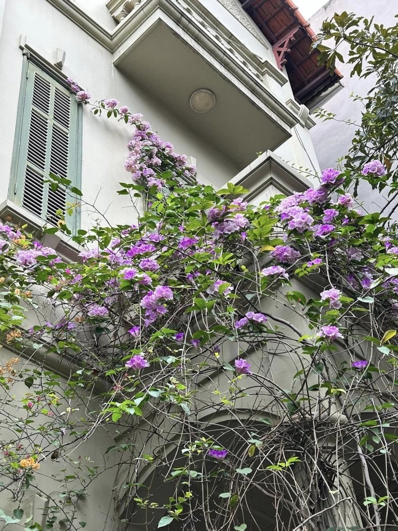 Cơ ngơi đẹp hơn tranh của &ldquo;ph&ugrave; thuỷ&rdquo; thiết kế xi&ecirc;m y T&aacute;o Qu&acirc;n- Ảnh 2.