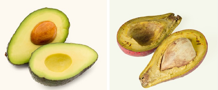 Có nên ăn phần thịt quả bơ đã chuyển sang màu nâu?- Ảnh 2.