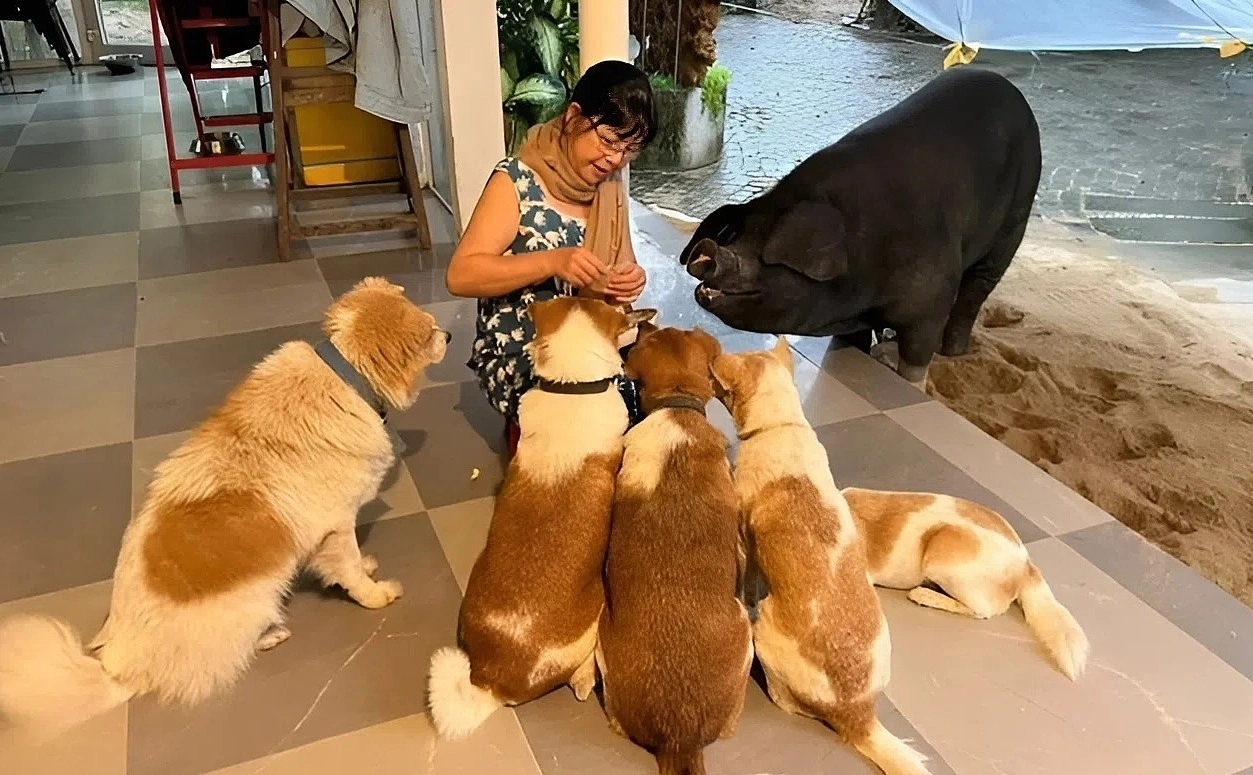 Nữ ca sĩ dùng biệt thự 500 m2 nuôi heo, chó, gà, ngỗng, làm cả sinh nhật cho thú cưng: U70 nhiều bệnh- Ảnh 2. Nữ ca sĩ dùng biệt thự 500 m2 nuôi heo, chó, gà, ngỗng, làm cả sinh nhật cho thú cưng: U70 nhiều bệnh- Ảnh 2.