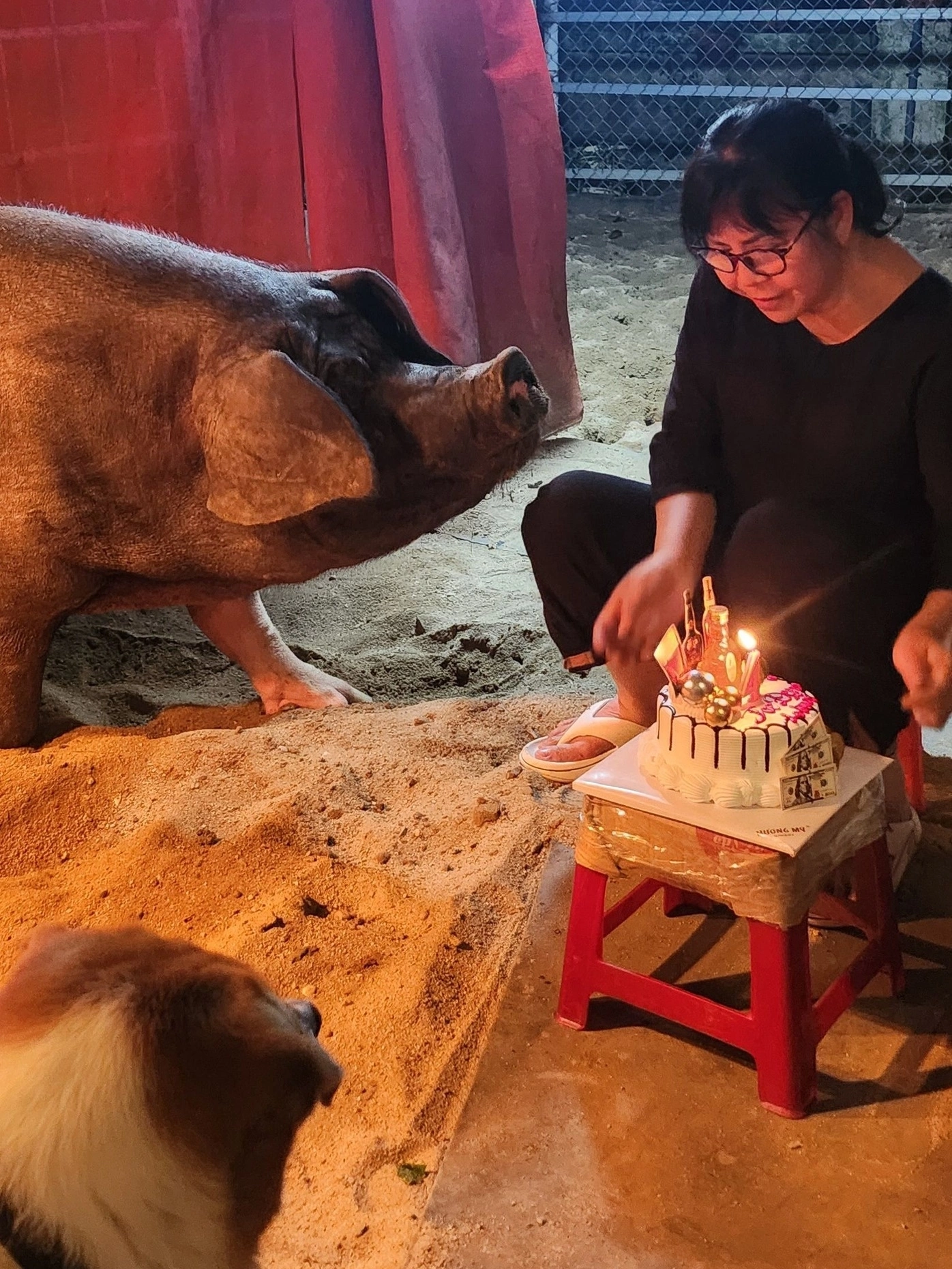 Nữ ca sĩ dùng biệt thự 500 m2 nuôi heo, chó, gà, ngỗng, làm cả sinh nhật cho thú cưng: U70 nhiều bệnh- Ảnh 1. Nữ ca sĩ dùng biệt thự 500 m2 nuôi heo, chó, gà, ngỗng, làm cả sinh nhật cho thú cưng: U70 nhiều bệnh- Ảnh 1.