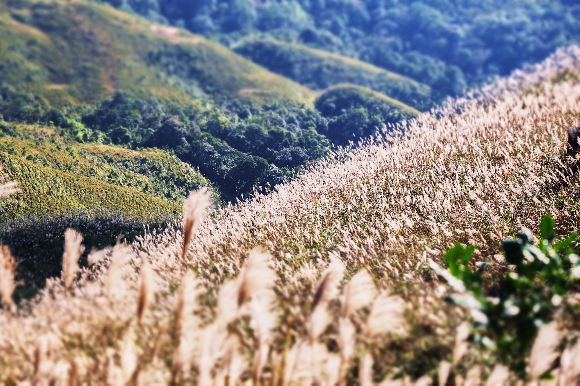 Về Quảng Ninh ngắm cỏ lau 'thức giấc' trên dải biên cương Bình Liêu- Ảnh 2.