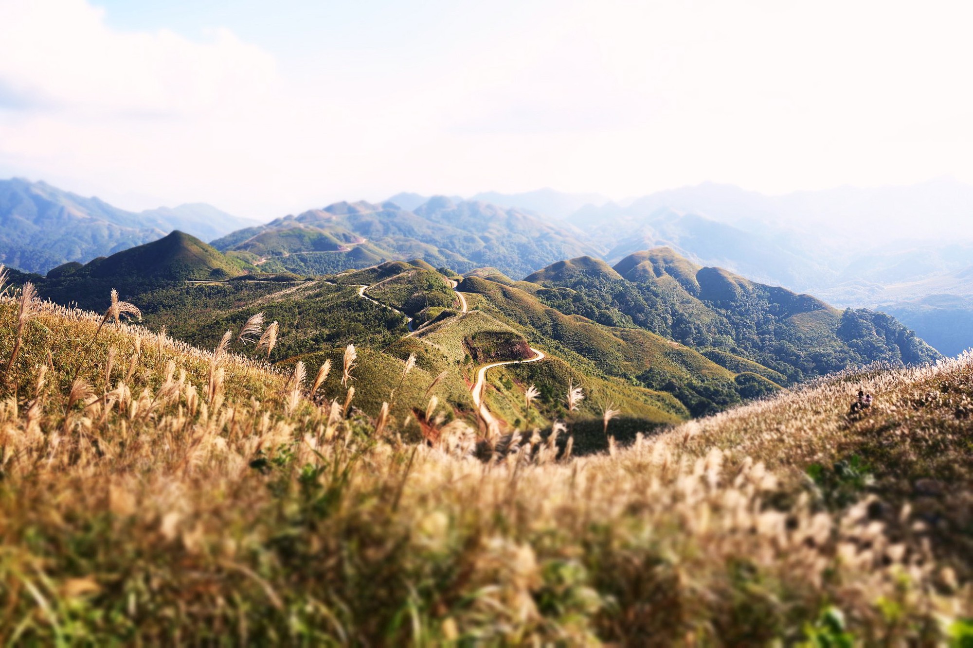 Về Quảng Ninh ngắm cỏ lau 'thức giấc' trên dải biên cương Bình Liêu- Ảnh 4.