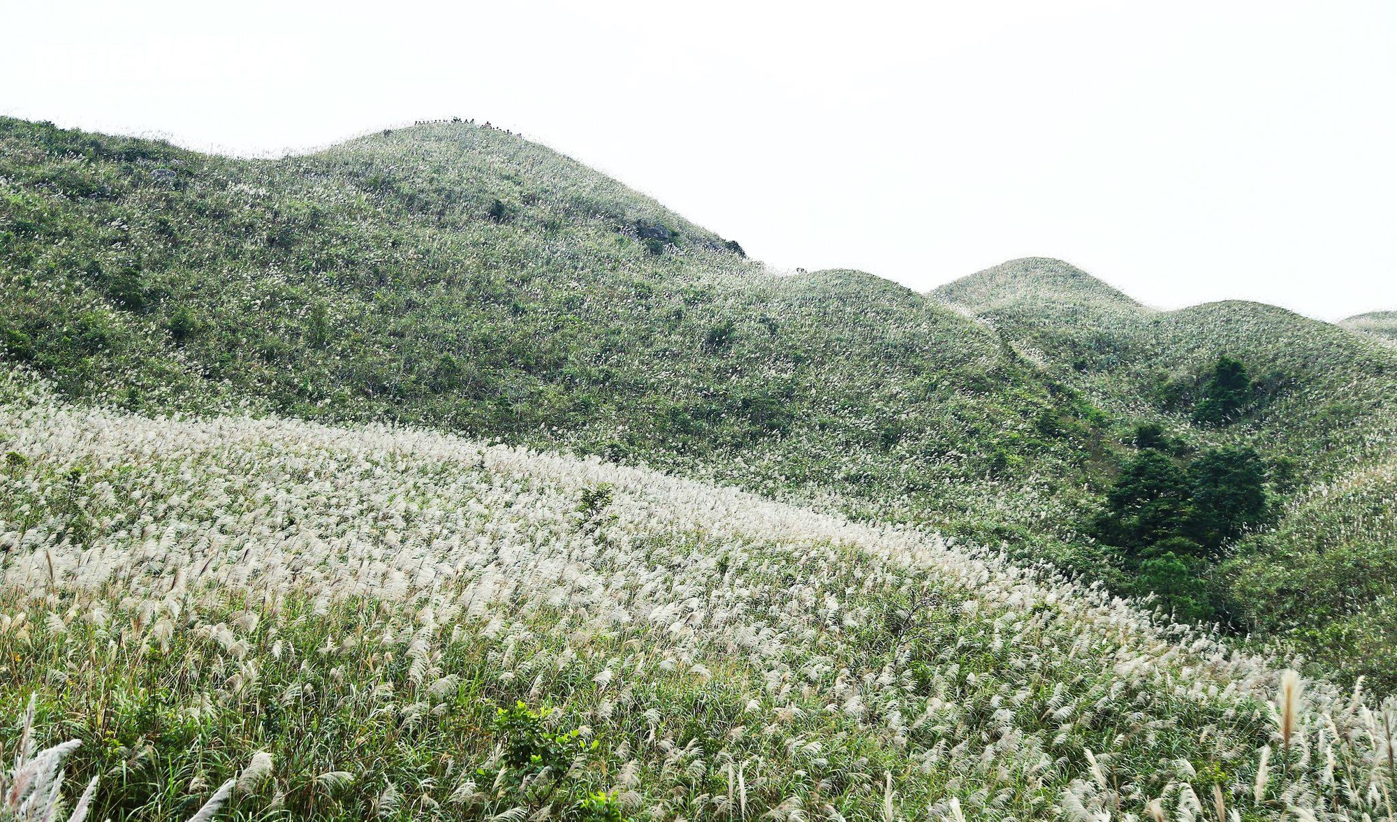 Về Quảng Ninh ngắm cỏ lau 'thức giấc' trên dải biên cương Bình Liêu- Ảnh 1.