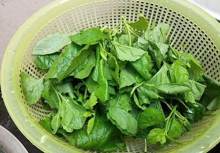 Loại rau dại xưa cho lợn ăn, nay thành đặc sản: Bổ như thuốc quý, có tiền chưa chắc mua được- Ảnh 2.