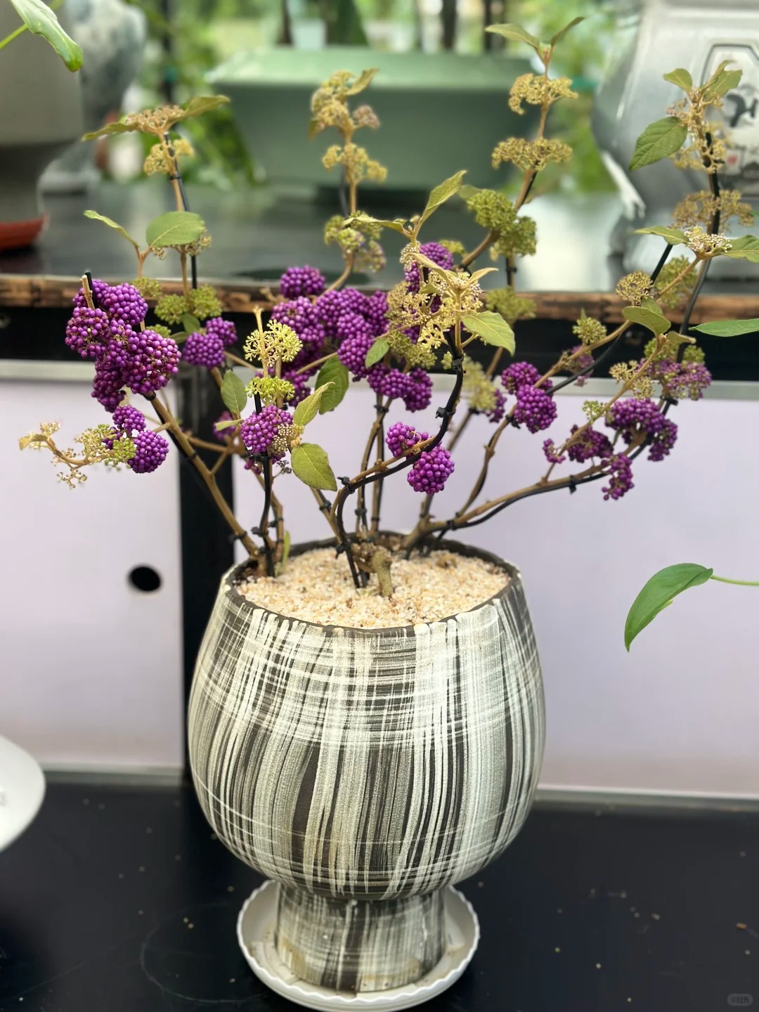 Loài cây Tết đến nhiều nhà muốn có: Chuỗi ngọc tím thổi bừng sức sống năm mới, hút tài lộc vào nhà- Ảnh 17.