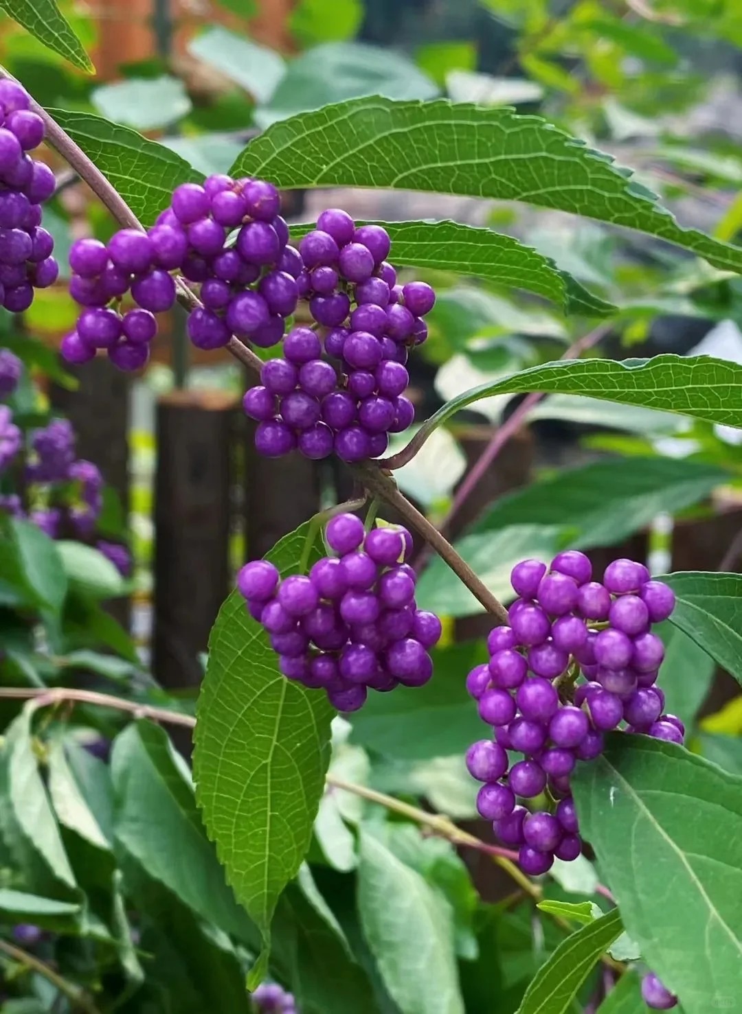 Loài cây Tết đến nhiều nhà muốn có: Chuỗi ngọc tím thổi bừng sức sống năm mới, hút tài lộc vào nhà- Ảnh 7.