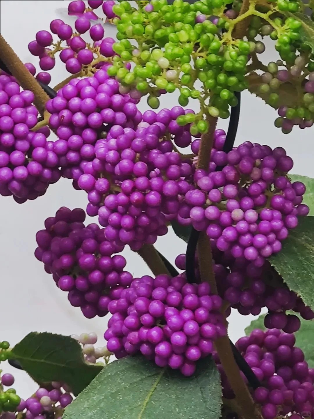 Loài cây Tết đến nhiều nhà muốn có: Chuỗi ngọc tím thổi bừng sức sống năm mới, hút tài lộc vào nhà- Ảnh 6.