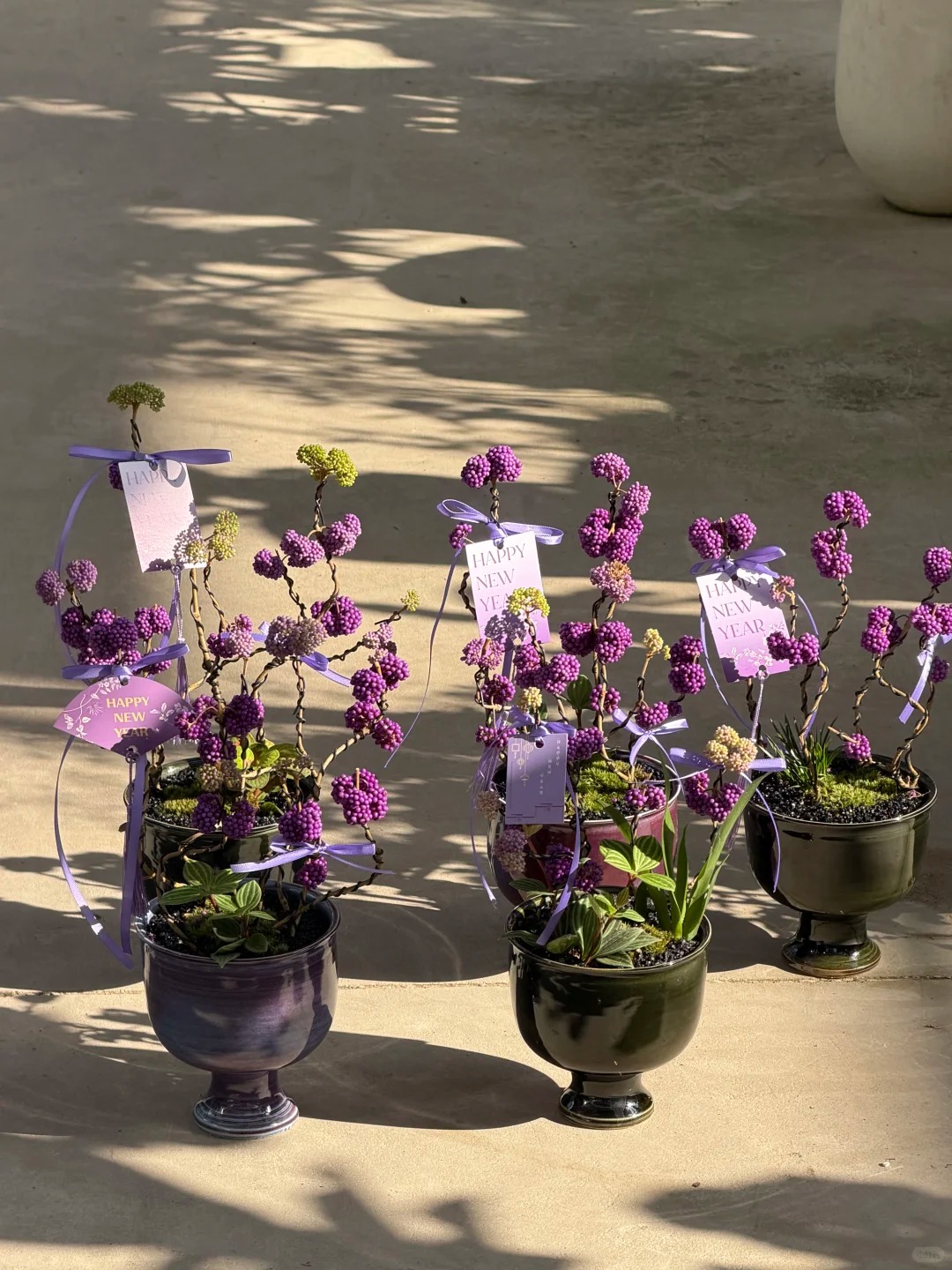 Loài cây Tết đến nhiều nhà muốn có: Chuỗi ngọc tím thổi bừng sức sống năm mới, hút tài lộc vào nhà- Ảnh 25.