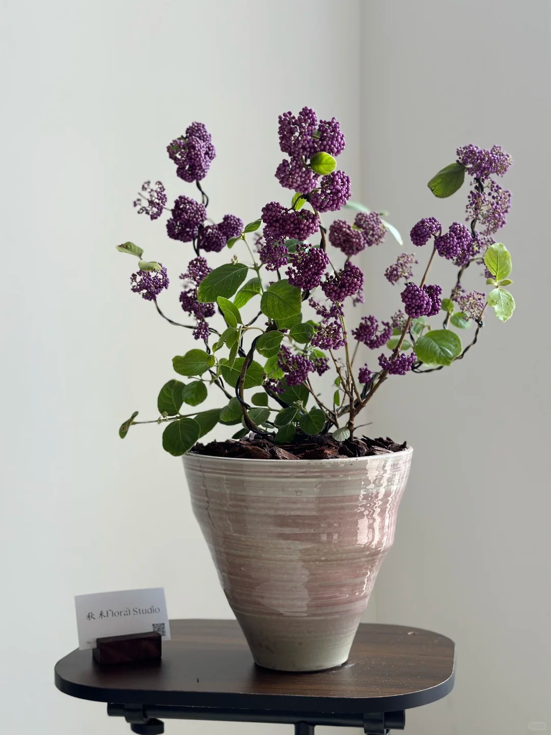 Loài cây Tết đến nhiều nhà muốn có: Chuỗi ngọc tím thổi bừng sức sống năm mới, hút tài lộc vào nhà- Ảnh 24.