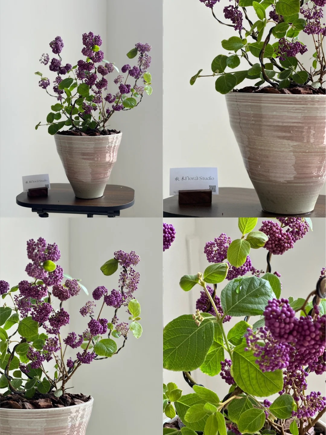 Loài cây Tết đến nhiều nhà muốn có: Chuỗi ngọc tím thổi bừng sức sống năm mới, hút tài lộc vào nhà- Ảnh 23.