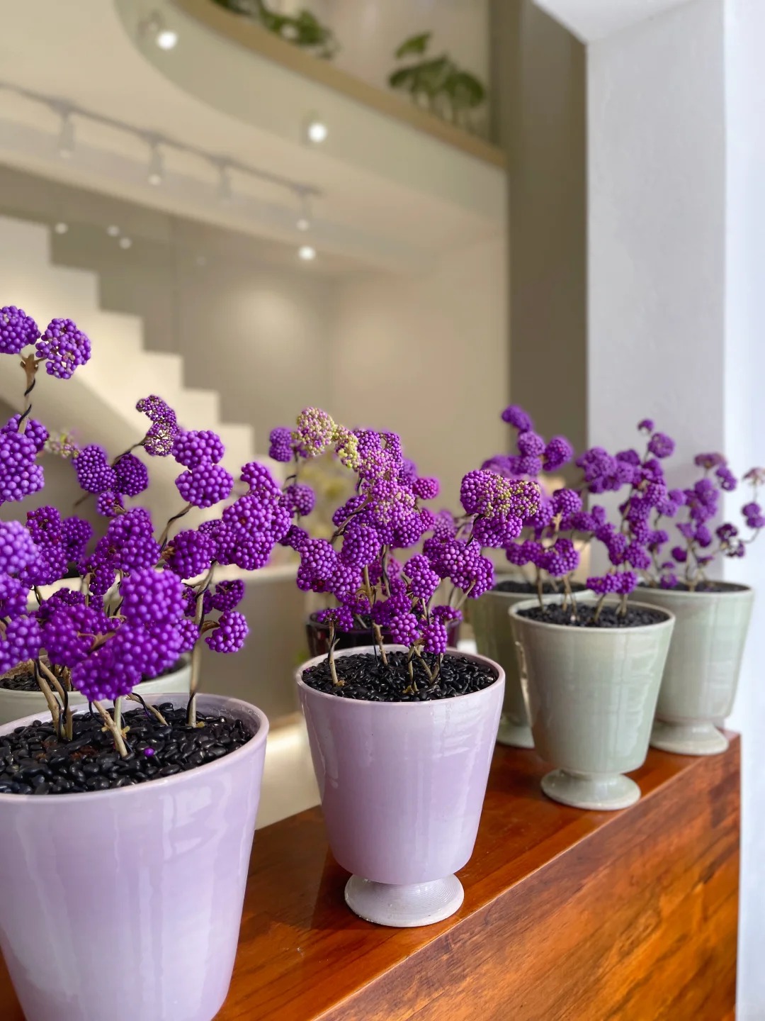 Loài cây Tết đến nhiều nhà muốn có: Chuỗi ngọc tím thổi bừng sức sống năm mới, hút tài lộc vào nhà- Ảnh 21.