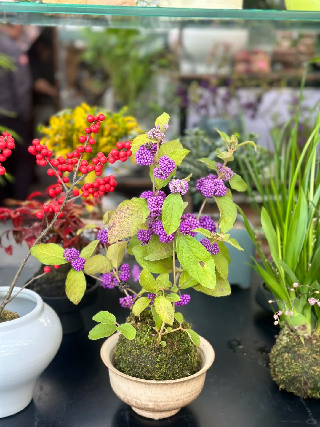 Loài cây Tết đến nhiều nhà muốn có: Chuỗi ngọc tím thổi bừng sức sống năm mới, hút tài lộc vào nhà- Ảnh 16.