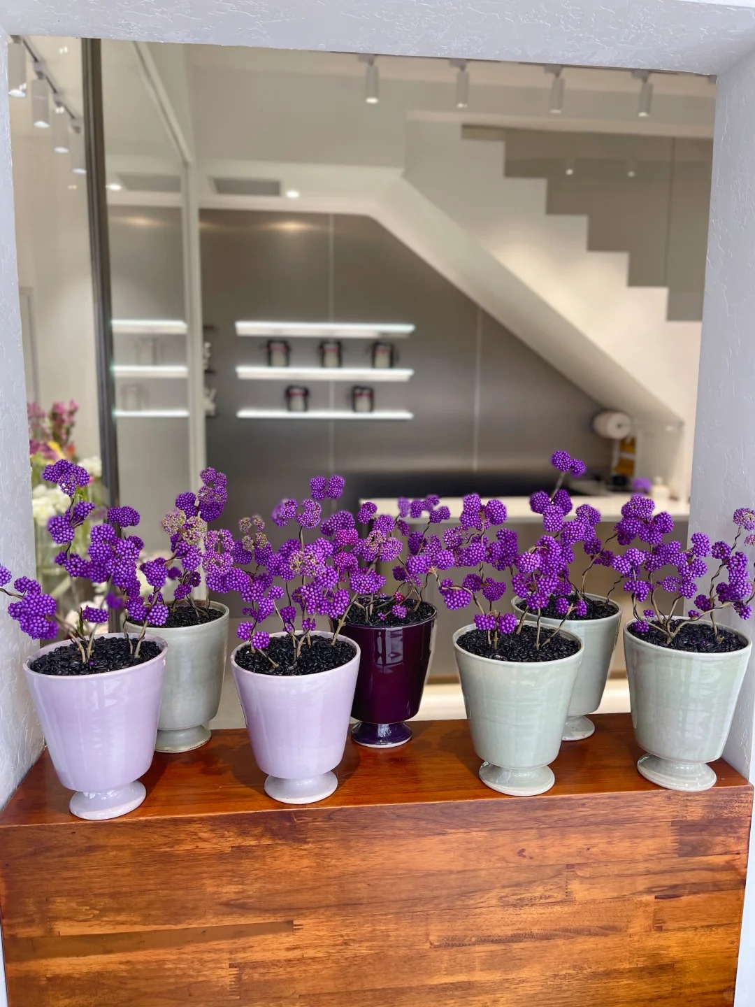 Loài cây Tết đến nhiều nhà muốn có: Chuỗi ngọc tím thổi bừng sức sống năm mới, hút tài lộc vào nhà- Ảnh 20.