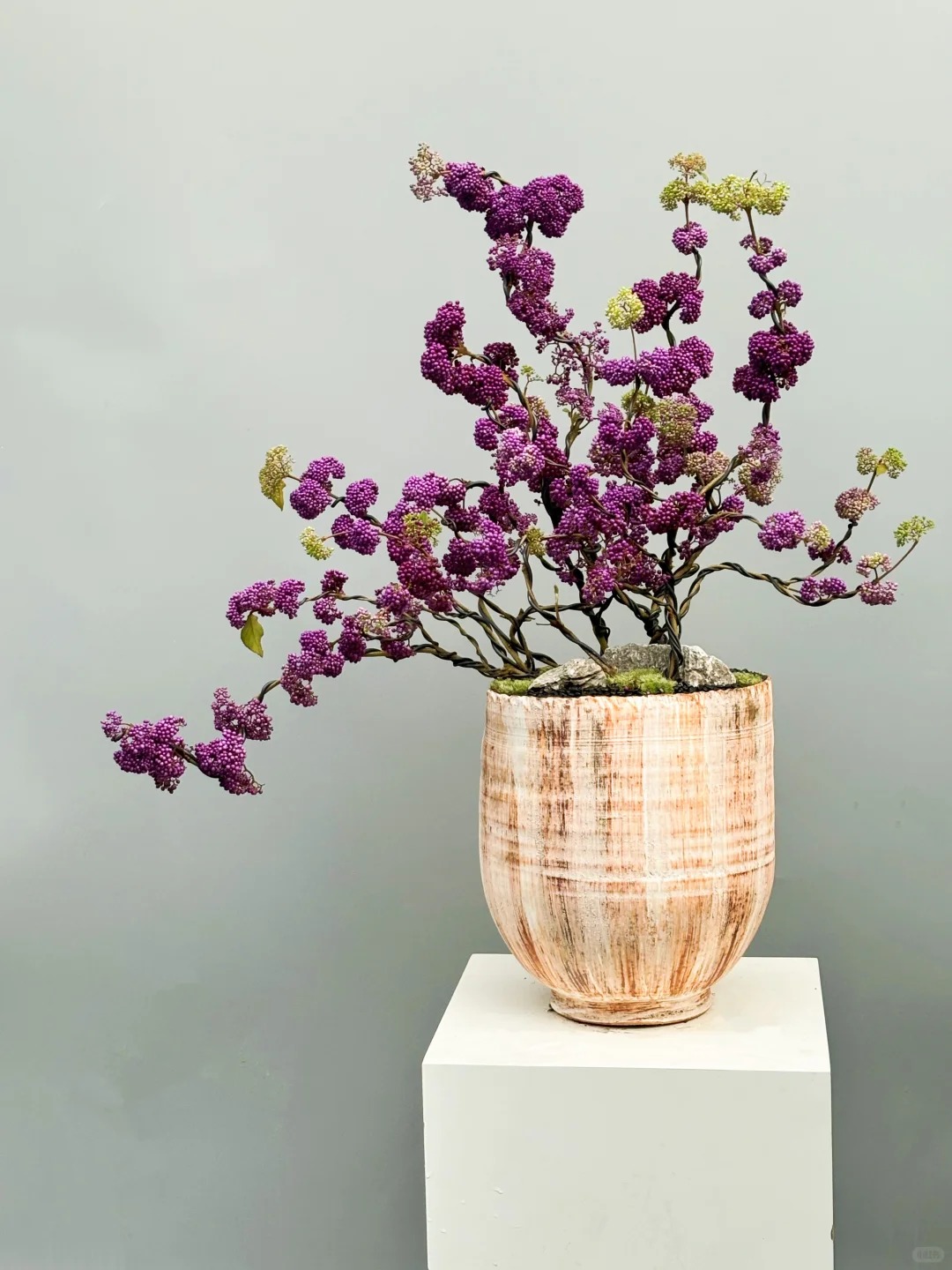 Loài cây Tết đến nhiều nhà muốn có: Chuỗi ngọc tím thổi bừng sức sống năm mới, hút tài lộc vào nhà- Ảnh 22.