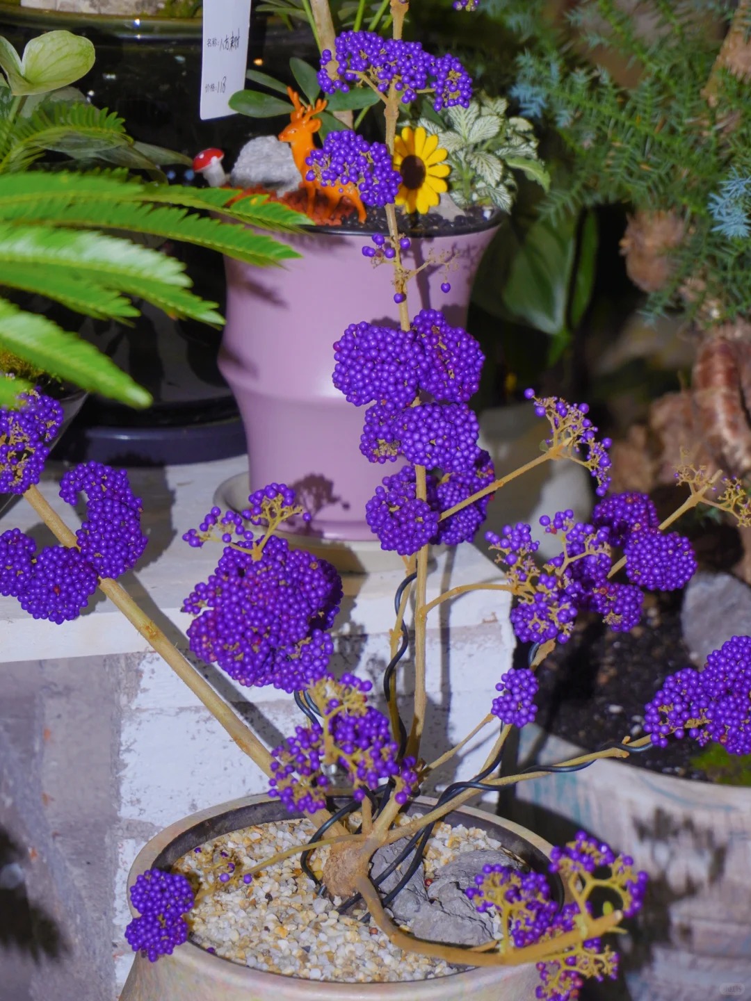 Loài cây Tết đến nhiều nhà muốn có: Chuỗi ngọc tím thổi bừng sức sống năm mới, hút tài lộc vào nhà- Ảnh 5.