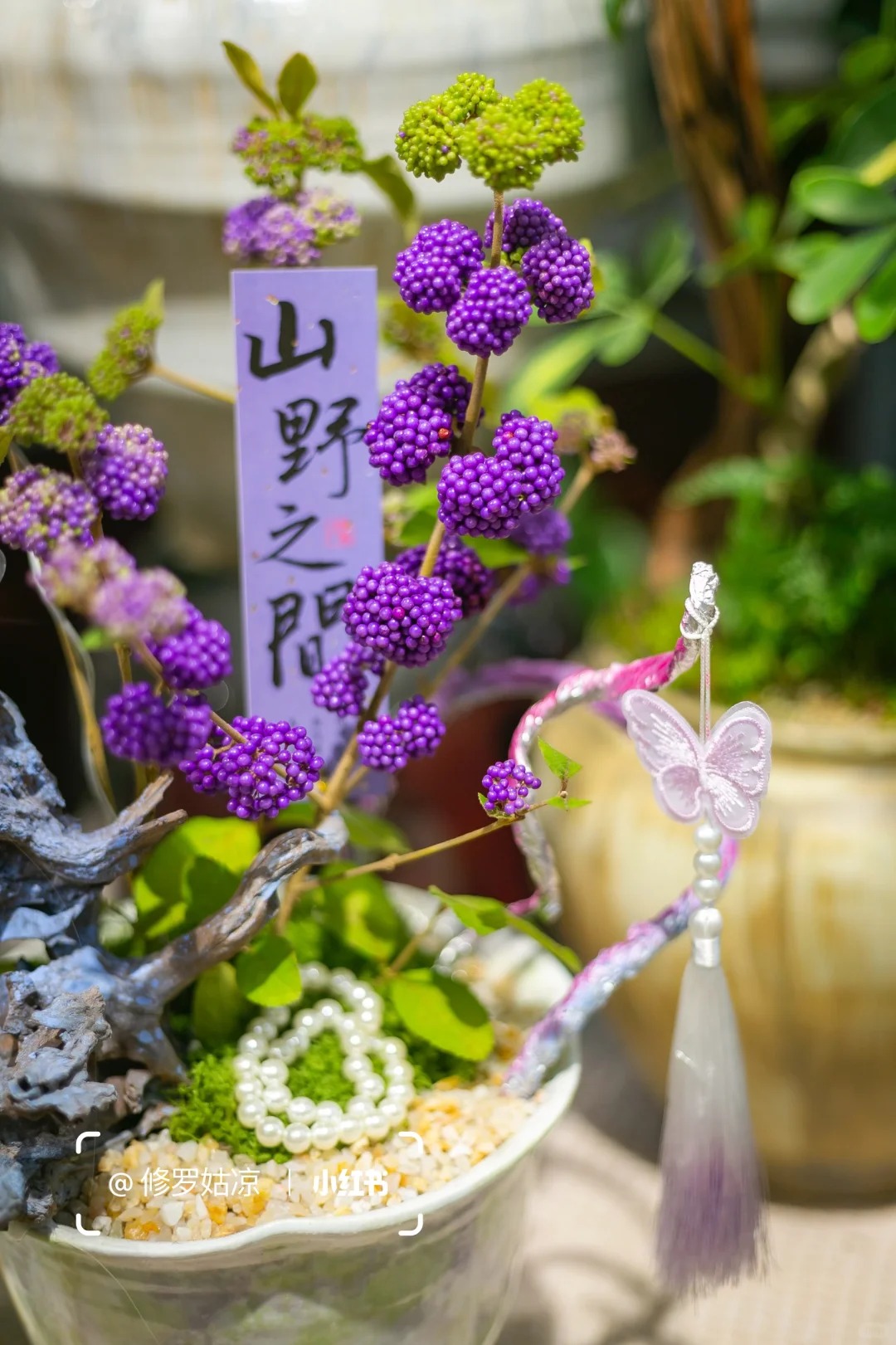 Loài cây Tết đến nhiều nhà muốn có: Chuỗi ngọc tím thổi bừng sức sống năm mới, hút tài lộc vào nhà- Ảnh 13.