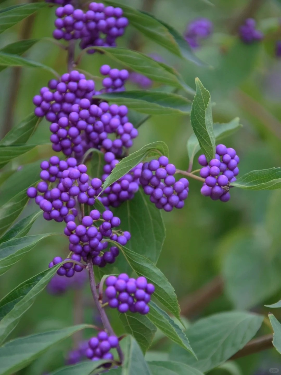 Loài cây Tết đến nhiều nhà muốn có: Chuỗi ngọc tím thổi bừng sức sống năm mới, hút tài lộc vào nhà- Ảnh 4.