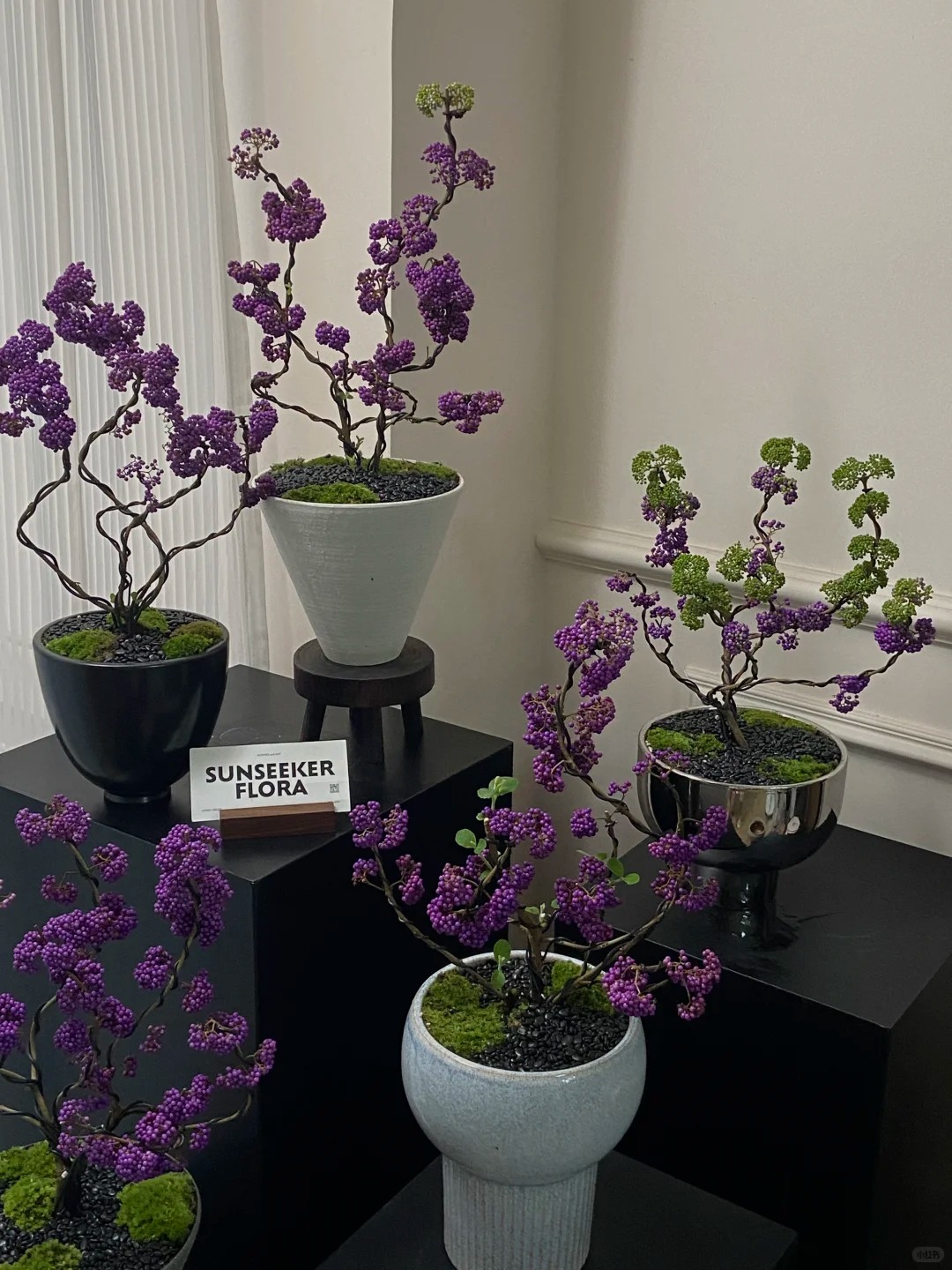 Loài cây Tết đến nhiều nhà muốn có: Chuỗi ngọc tím thổi bừng sức sống năm mới, hút tài lộc vào nhà- Ảnh 12.