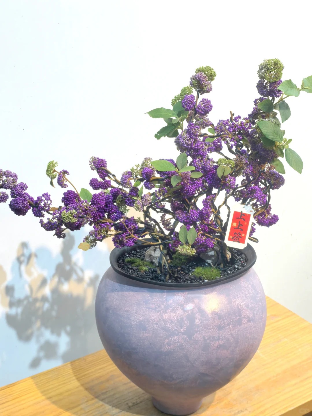 Loài cây Tết đến nhiều nhà muốn có: Chuỗi ngọc tím thổi bừng sức sống năm mới, hút tài lộc vào nhà- Ảnh 11.
