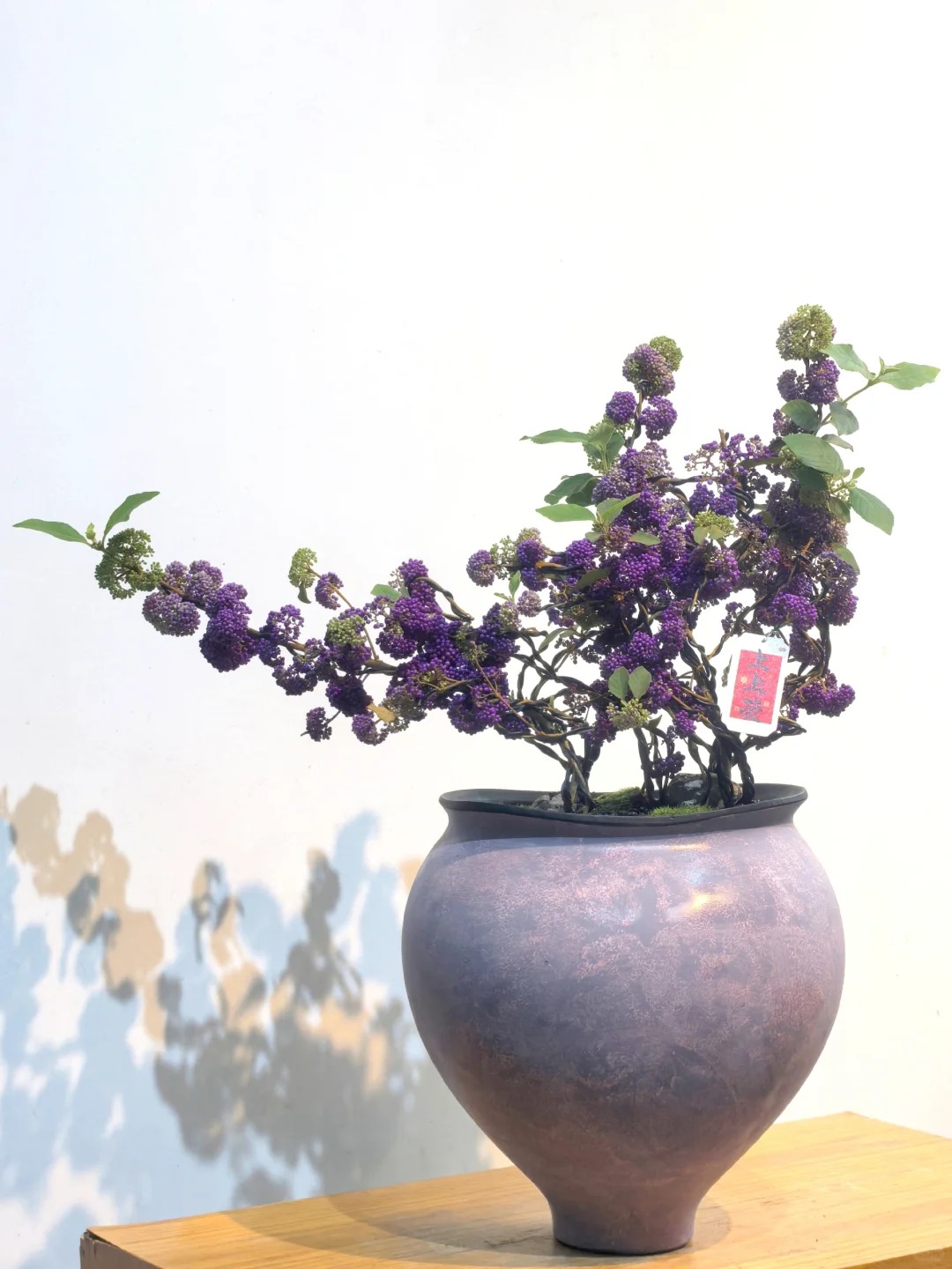 Loài cây Tết đến nhiều nhà muốn có: Chuỗi ngọc tím thổi bừng sức sống năm mới, hút tài lộc vào nhà- Ảnh 10.