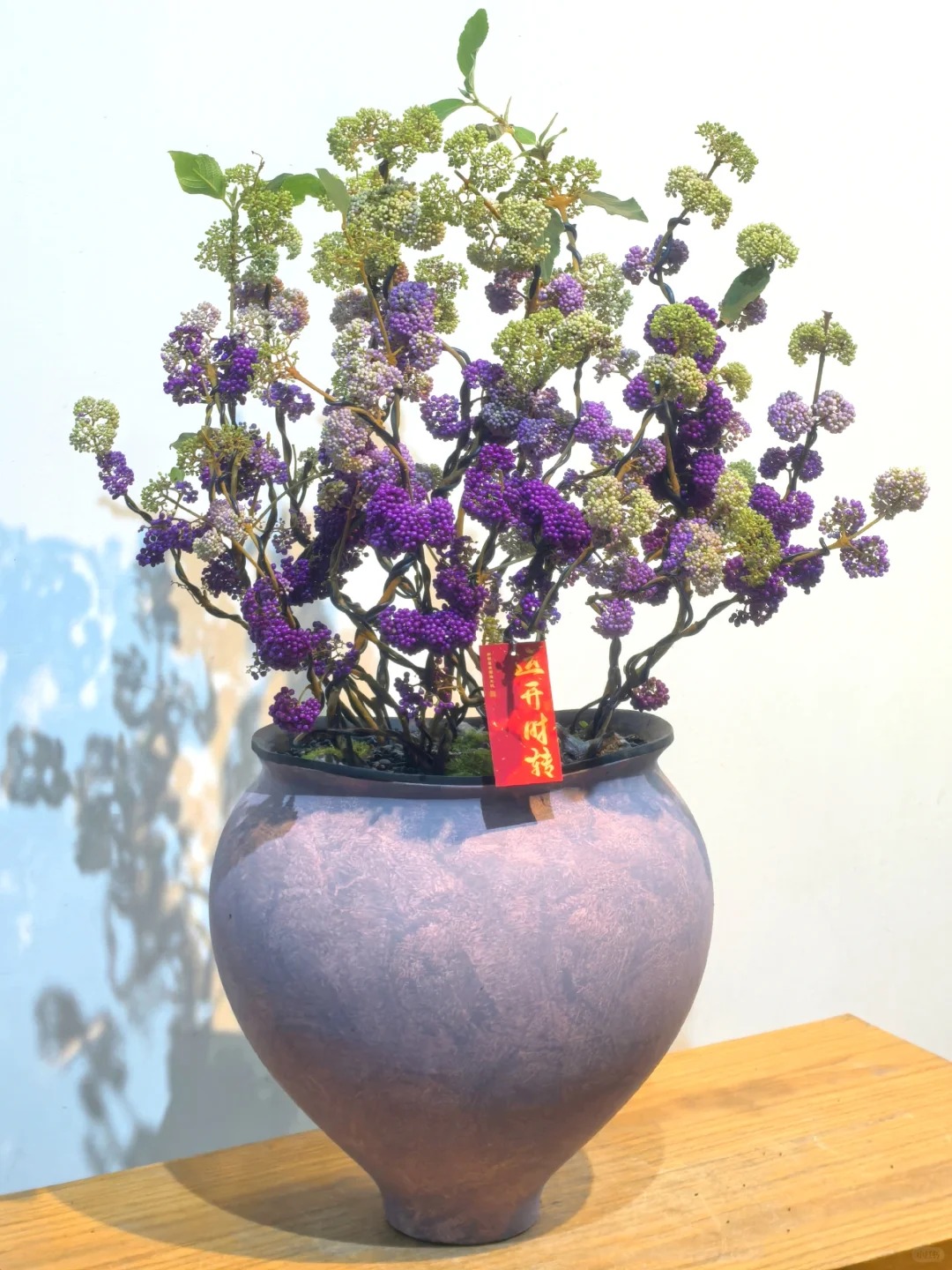 Loài cây Tết đến nhiều nhà muốn có: Chuỗi ngọc tím thổi bừng sức sống năm mới, hút tài lộc vào nhà- Ảnh 9.