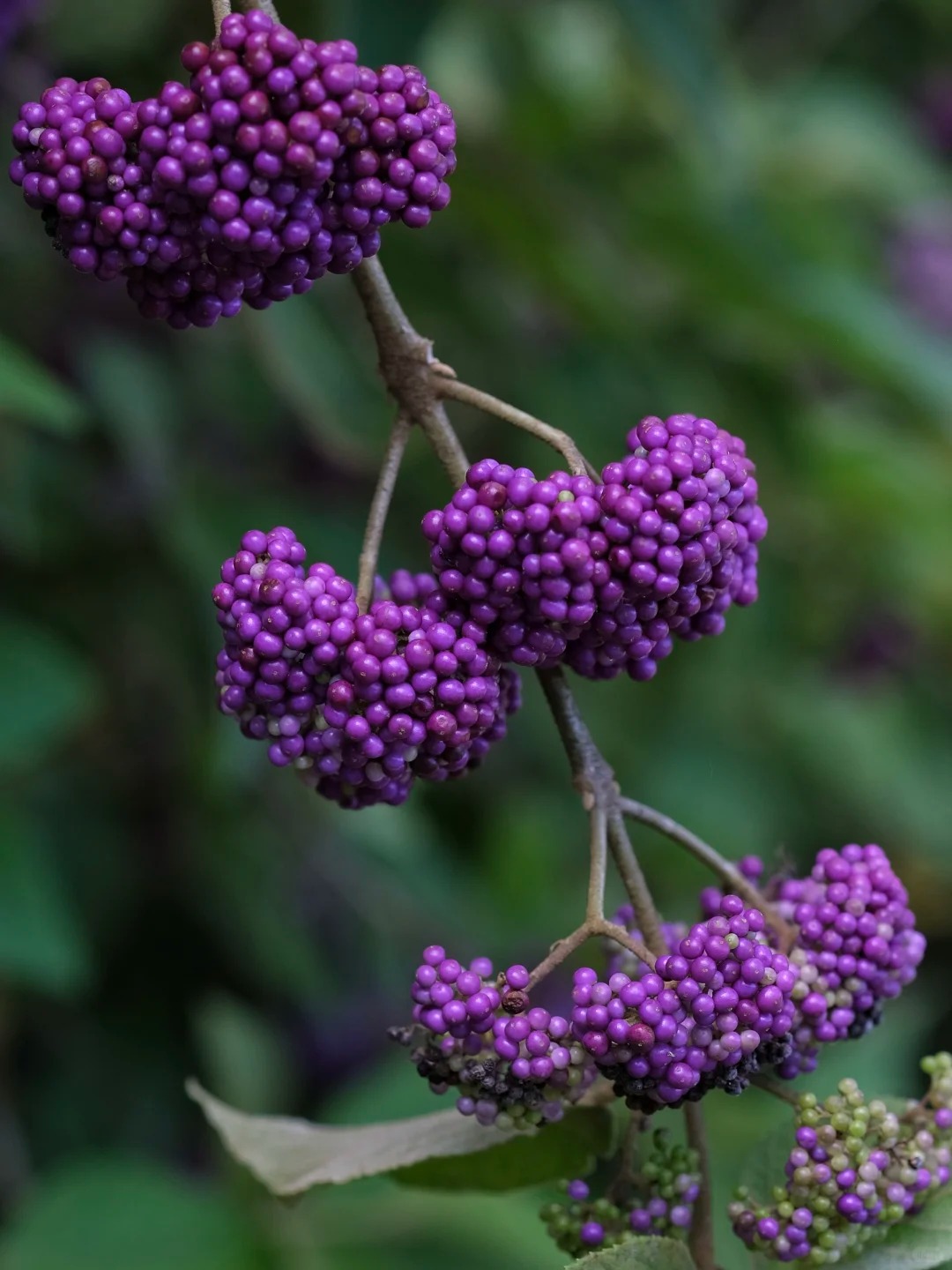 Loài cây Tết đến nhiều nhà muốn có: Chuỗi ngọc tím thổi bừng sức sống năm mới, hút tài lộc vào nhà- Ảnh 3.