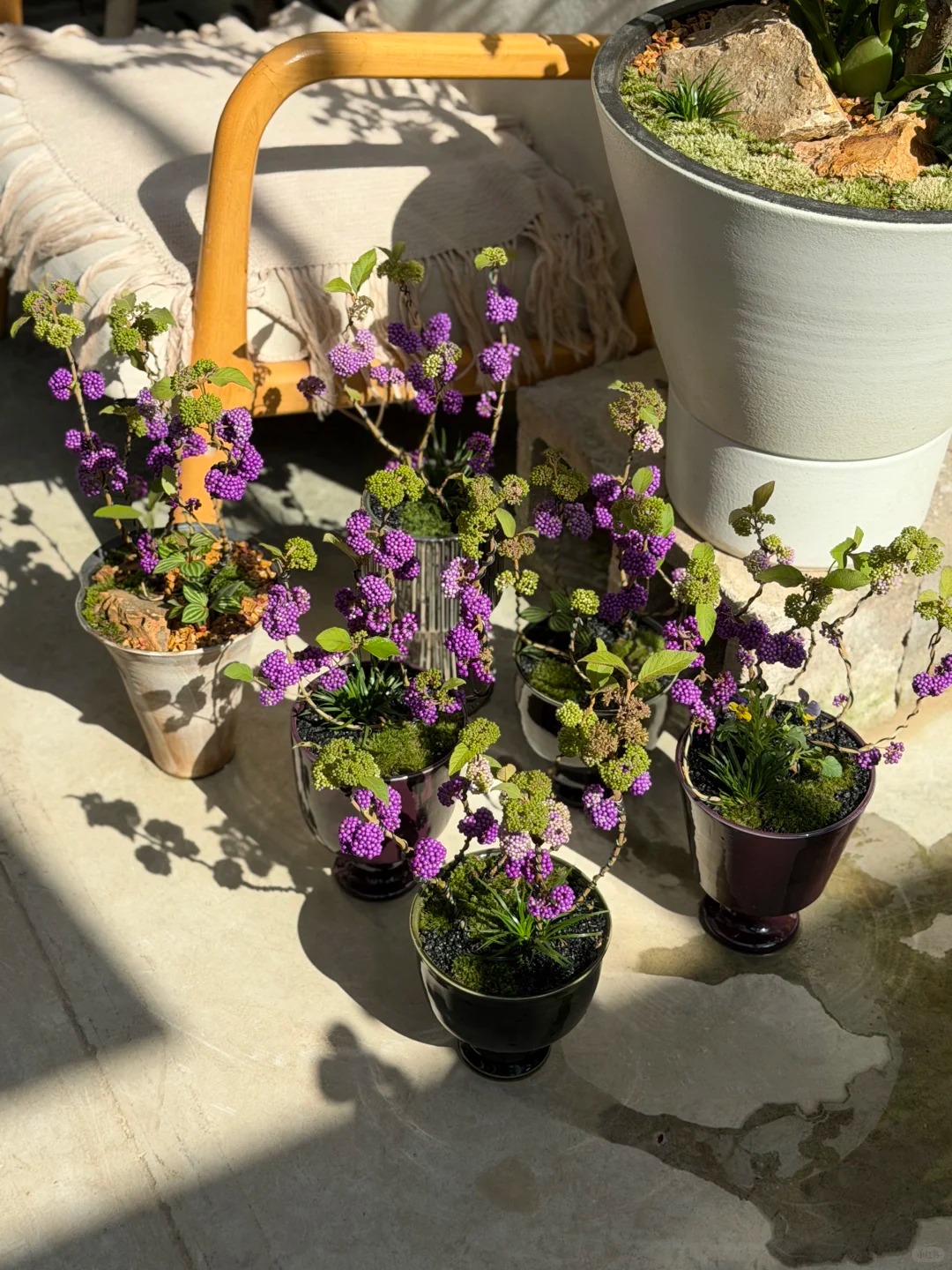 Loài cây Tết đến nhiều nhà muốn có: Chuỗi ngọc tím thổi bừng sức sống năm mới, hút tài lộc vào nhà- Ảnh 8.