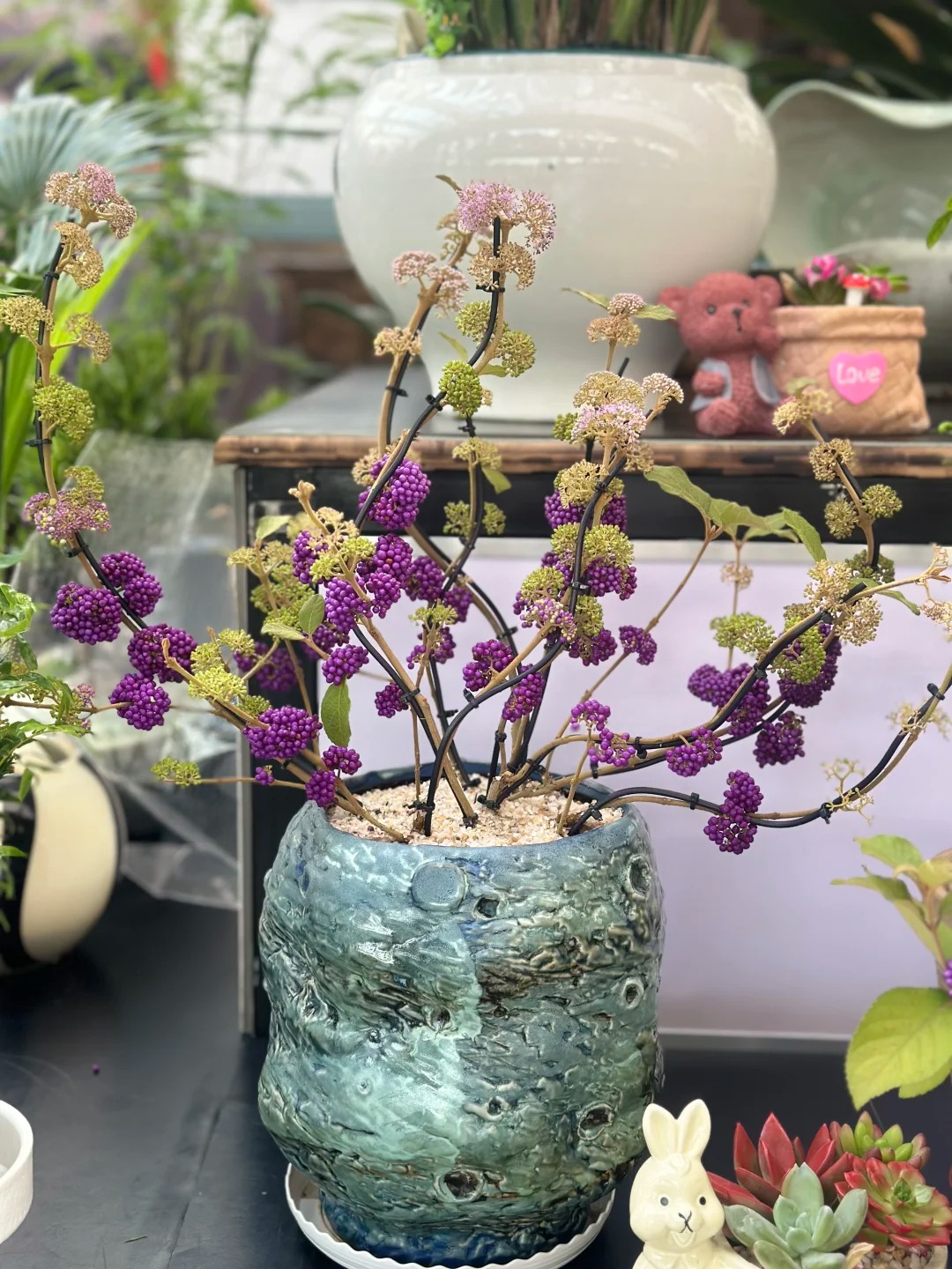 Loài cây Tết đến nhiều nhà muốn có: Chuỗi ngọc tím thổi bừng sức sống năm mới, hút tài lộc vào nhà- Ảnh 19.