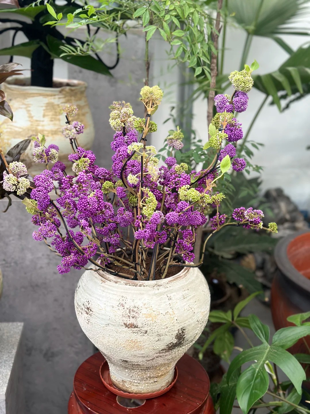 Loài cây Tết đến nhiều nhà muốn có: Chuỗi ngọc tím thổi bừng sức sống năm mới, hút tài lộc vào nhà- Ảnh 18.