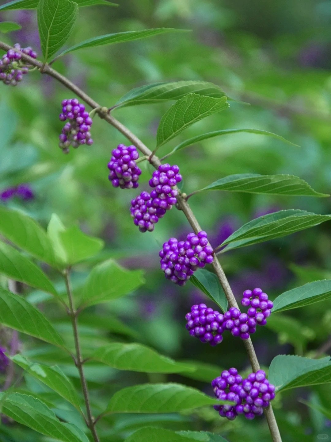 Loài cây Tết đến nhiều nhà muốn có: Chuỗi ngọc tím thổi bừng sức sống năm mới, hút tài lộc vào nhà- Ảnh 2.