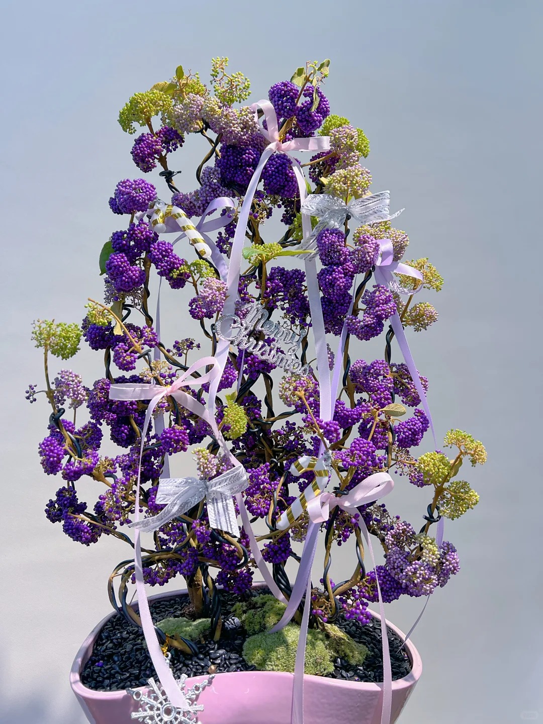 Loài cây Tết đến nhiều nhà muốn có: Chuỗi ngọc tím thổi bừng sức sống năm mới, hút tài lộc vào nhà- Ảnh 14.