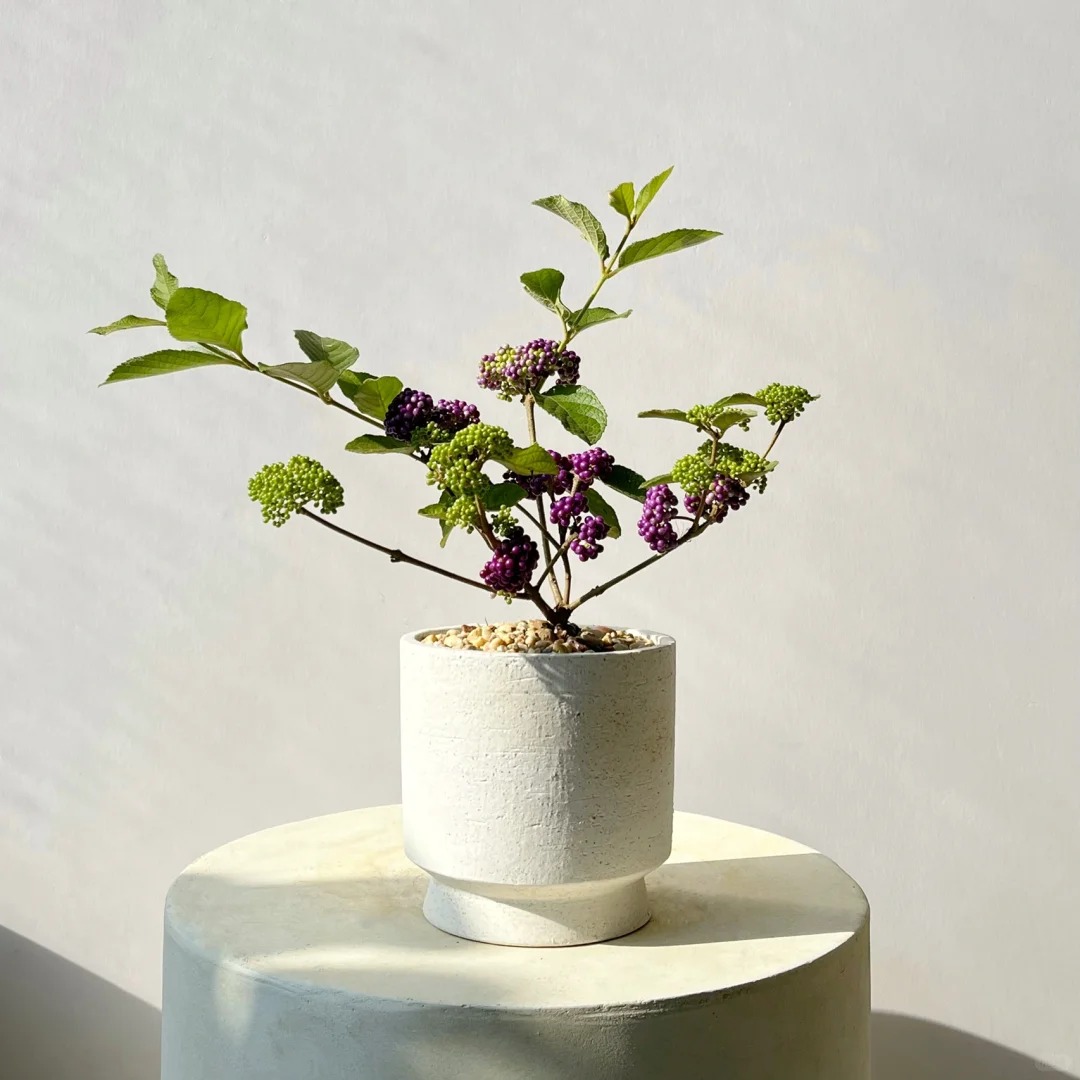 Loài cây Tết đến nhiều nhà muốn có: Chuỗi ngọc tím thổi bừng sức sống năm mới, hút tài lộc vào nhà- Ảnh 27.