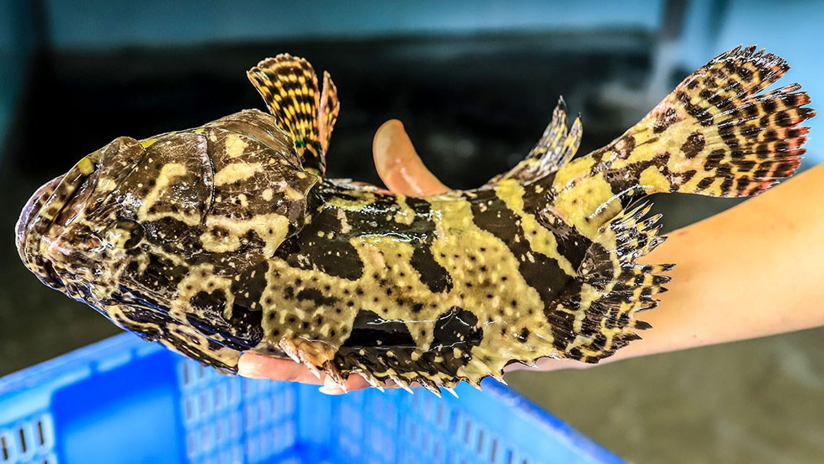 Cá mú giàu kali gấp 16 lần chuối: Món ăn mùa đông thần thánh cho trẻ em, tươi ngon lại tăng năng lượng, giúp chân bé chắc khỏe- Ảnh 3.