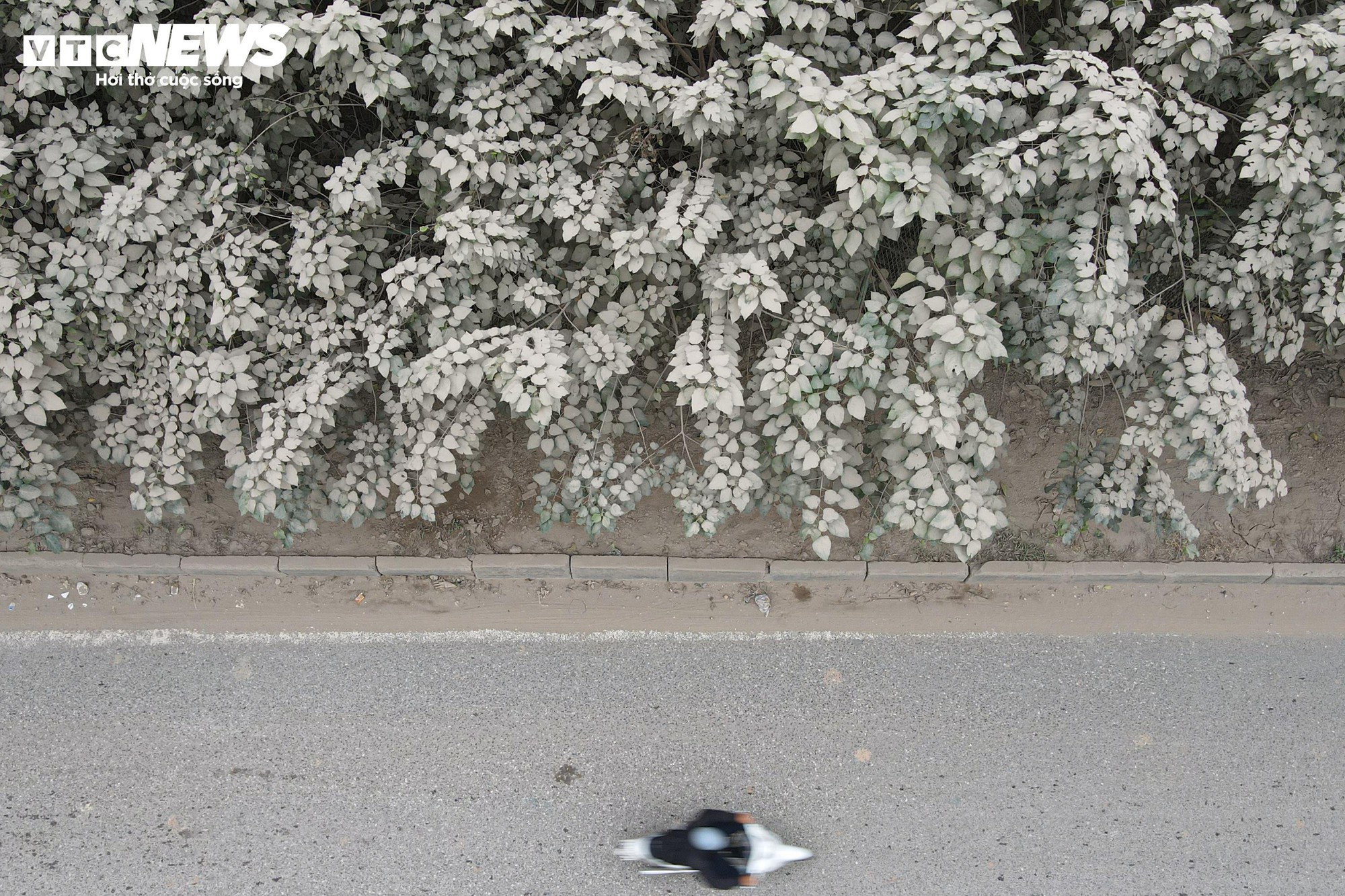 "Bão bụi" bao phủ đường cửa ngõ Hà Nội, cây cối chuyển màu trắng xóa- Ảnh 11.