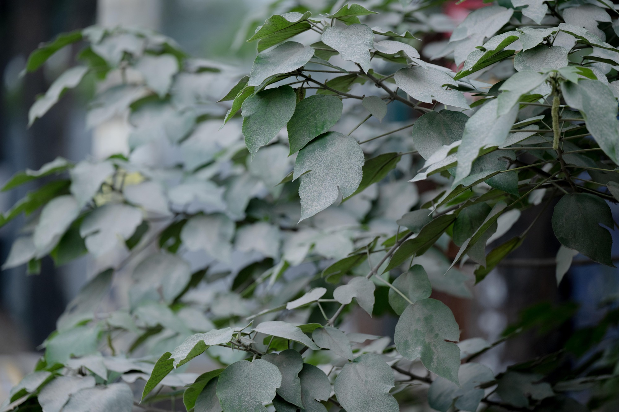 Hình ảnh tuyến đường Hà Nội "lạ lẫm" những ngày này- Ảnh 6.