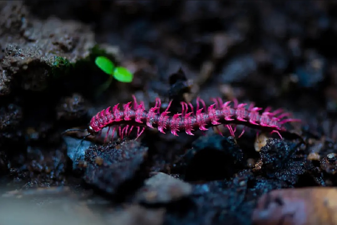 Phát hiện loài sinh vật hiếm chỉ xuất hiện vài ngày mỗi năm, du khách nối đuôi nhau đến tận nơi xem- Ảnh 1. Phát hiện loài sinh vật hiếm chỉ xuất hiện vài ngày mỗi năm, du khách nối đuôi nhau đến tận nơi xem- Ảnh 1.