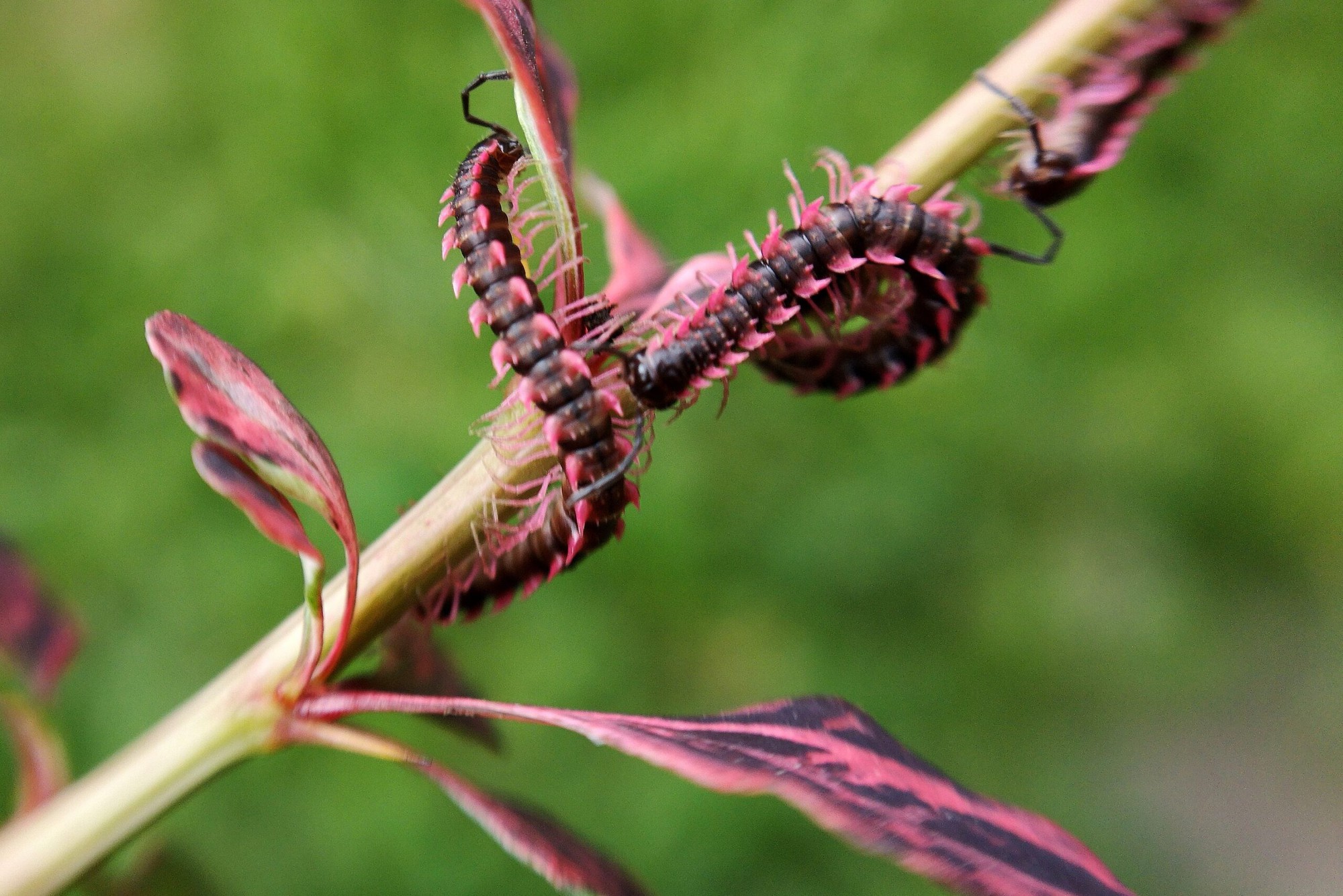 Phát hiện loài sinh vật hiếm chỉ xuất hiện vài ngày mỗi năm, du khách nối đuôi nhau đến tận nơi xem- Ảnh 4. Phát hiện loài sinh vật hiếm chỉ xuất hiện vài ngày mỗi năm, du khách nối đuôi nhau đến tận nơi xem- Ảnh 4.