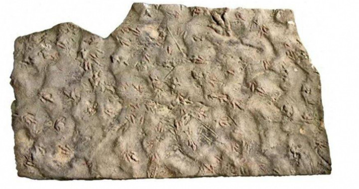 Bảo vật vô giá hàng trăm triệu tuổi bị dân làng dùng làm đá kê chân 20 năm- Ảnh 1.