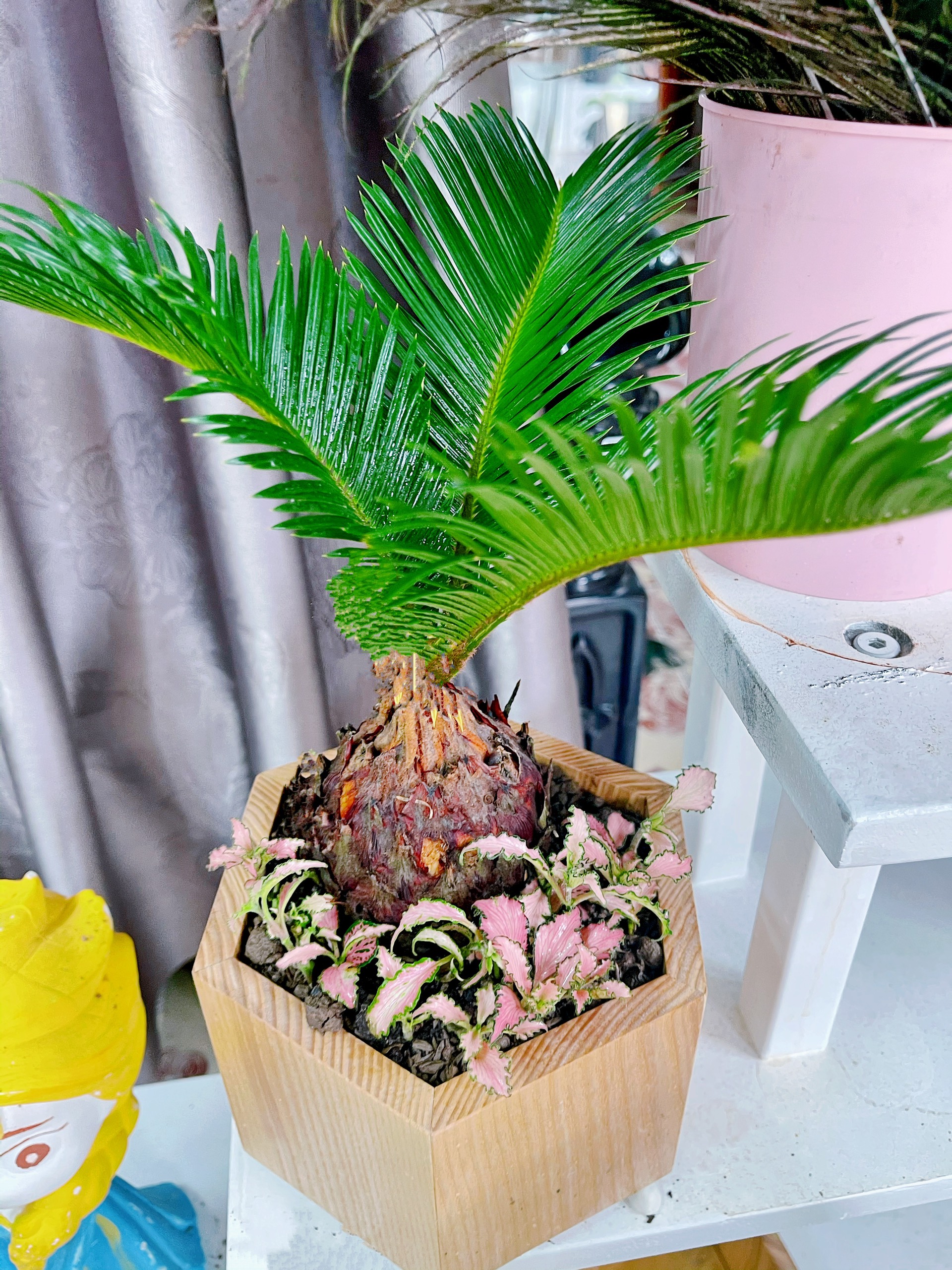 Không phải kim tiền, đây mới là 4 loại cây mà người giàu thích đặt ngay trong phòng khách: Vừa đẹp sang, vừa may mắn- Ảnh 2.