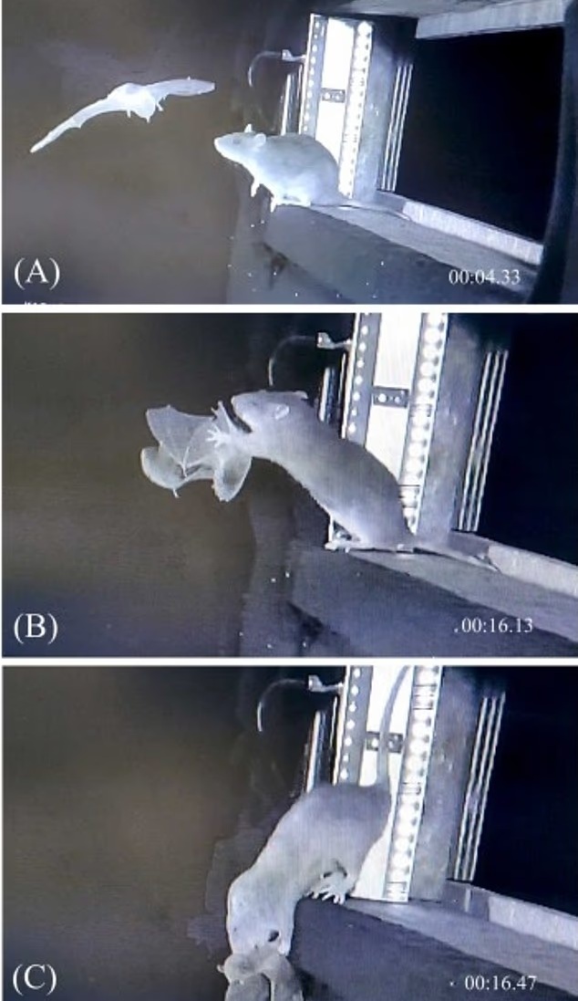 Phát hiện rợn người về hành vi săn mồi mới của chuột- Ảnh 1.