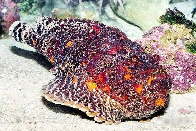 6 loài cá ăn được 