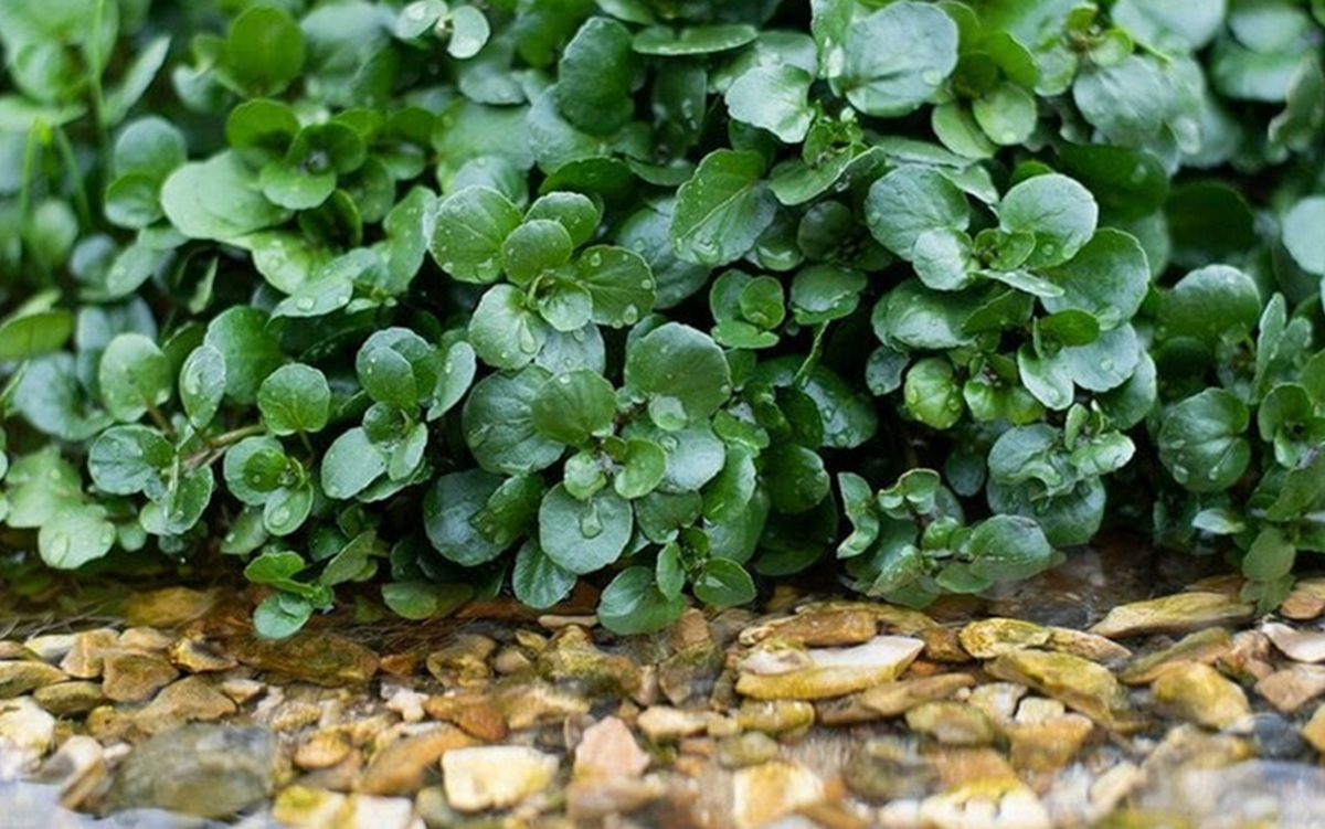 2 loại rau “khoái khẩu” mùa lạnh dễ thành ổ sán, đặc biệt là loại đứng đầu danh sách- Ảnh 2.