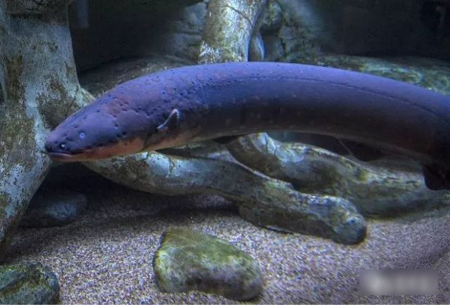 6 loài cá ăn được 