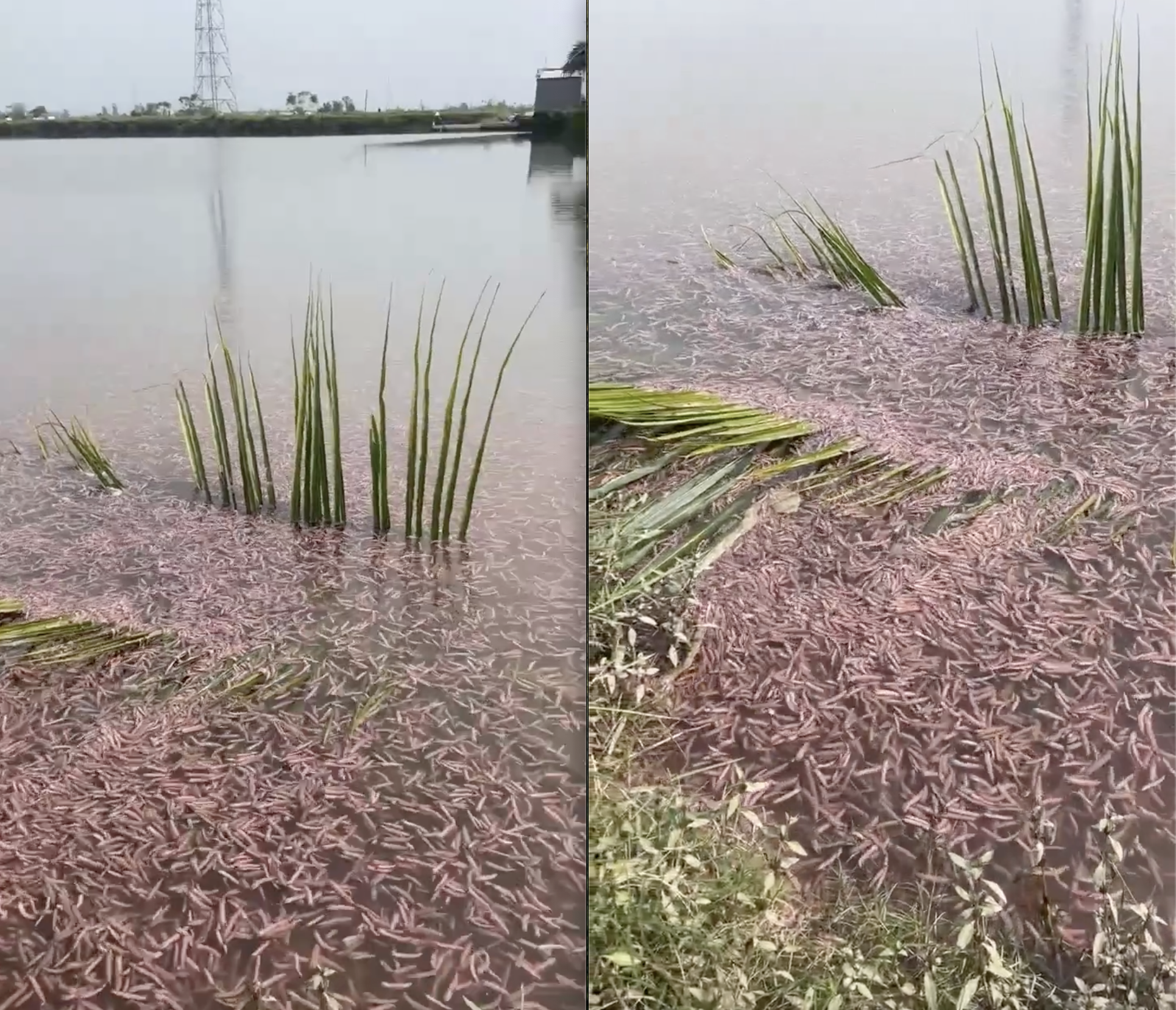 Sinh vật "ngọ nguậy" xuất hiện trên mâm cơm Hải Phòng: Là đặc sản được săn lùng, nay vừa vào mùa rộ- Ảnh 1. Sinh vật "ngọ nguậy" xuất hiện trên mâm cơm Hải Phòng: Là đặc sản được săn lùng, nay vừa vào mùa rộ- Ảnh 1.