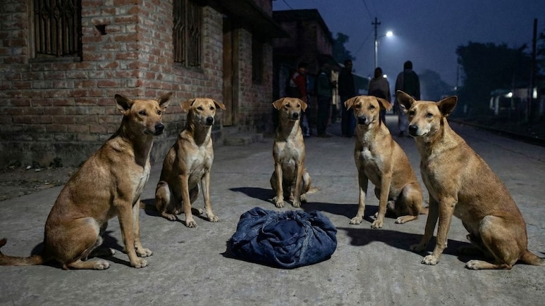 Bé sơ sinh bị bỏ rơi trên đường, đàn chó "đứng canh" suốt đêm- Ảnh 1.