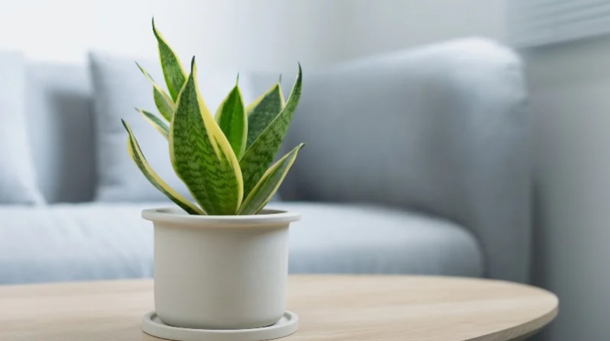 7 loại cây có khả năng hút khí độc, lọc sạch 85% không khí trong 24h, nên trồng ngay trong những ngày ô nhiễm nặng- Ảnh 1. 7 loại cây có khả năng hút khí độc, lọc sạch 85% không khí trong 24h, nên trồng ngay trong những ngày ô nhiễm nặng- Ảnh 1.