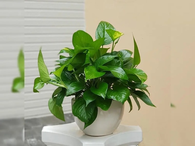 7 loại cây có khả năng hút khí độc, lọc sạch 85% không khí trong 24h, nên trồng ngay trong những ngày ô nhiễm nặng- Ảnh 3. 7 loại cây có khả năng hút khí độc, lọc sạch 85% không khí trong 24h, nên trồng ngay trong những ngày ô nhiễm nặng- Ảnh 3.