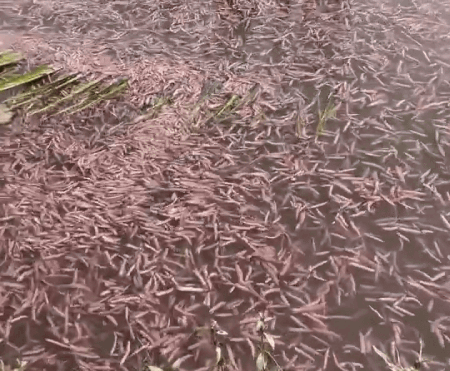 Sinh vật "ngọ nguậy" xuất hiện trên mâm cơm Hải Phòng: Là đặc sản được săn lùng, nay vừa vào mùa rộ- Ảnh 2. Sinh vật "ngọ nguậy" xuất hiện trên mâm cơm Hải Phòng: Là đặc sản được săn lùng, nay vừa vào mùa rộ- Ảnh 2.